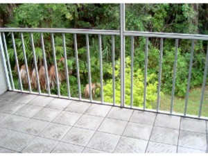 Naples Trace-304
